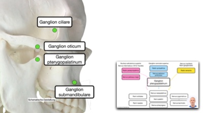 Ganglion pterygopalatinum