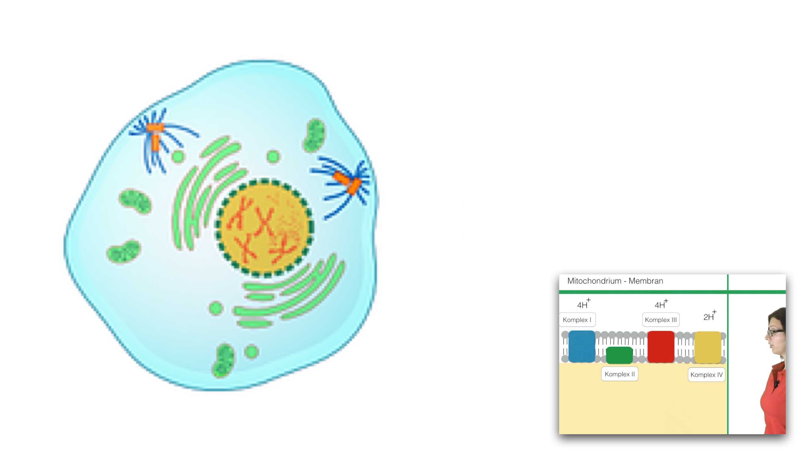 Aufbau der Mitochondrienmembran - Clipdocs