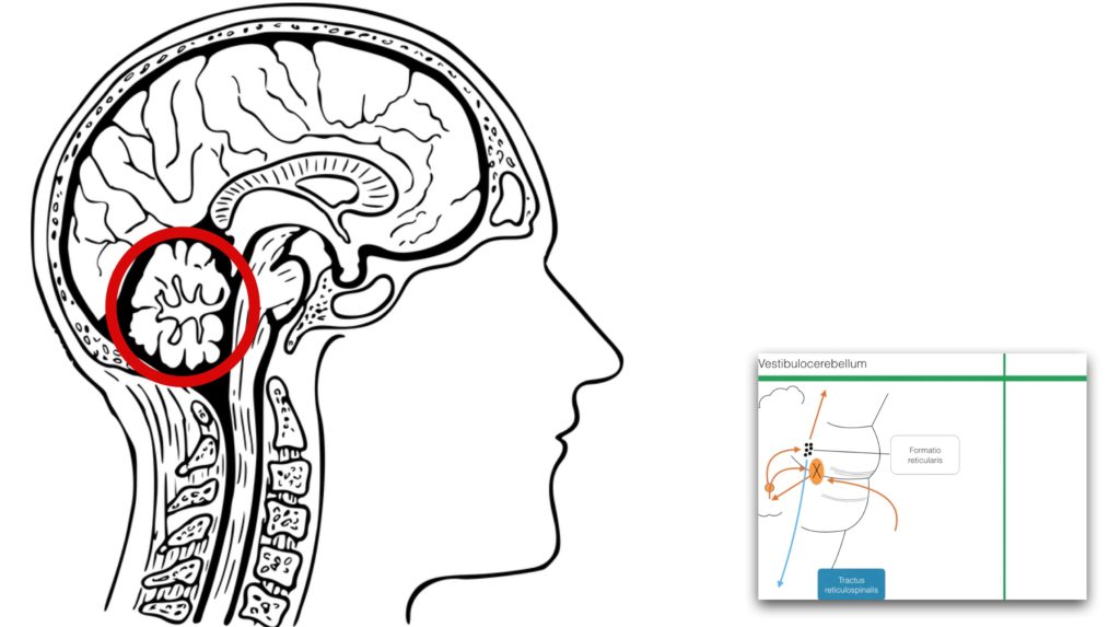 Das Vestibulocerebellum - Clipdocs