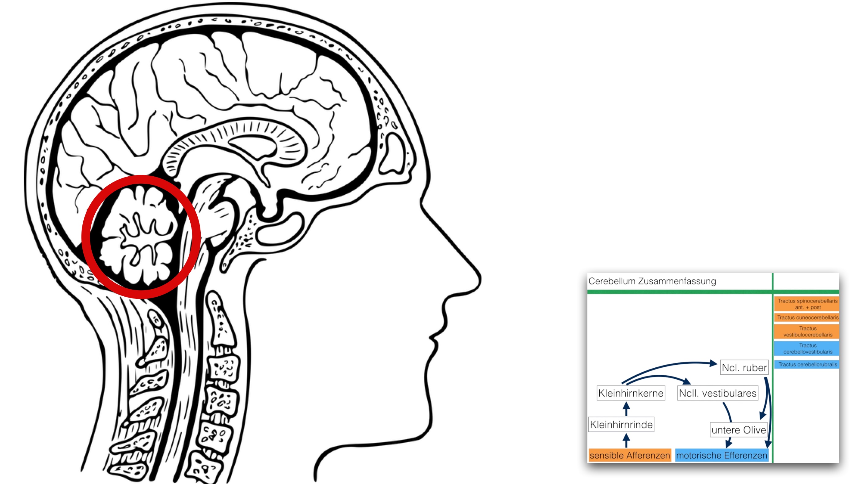 Zusammenfassung Bahnung Kleinhirn - Clipdocs