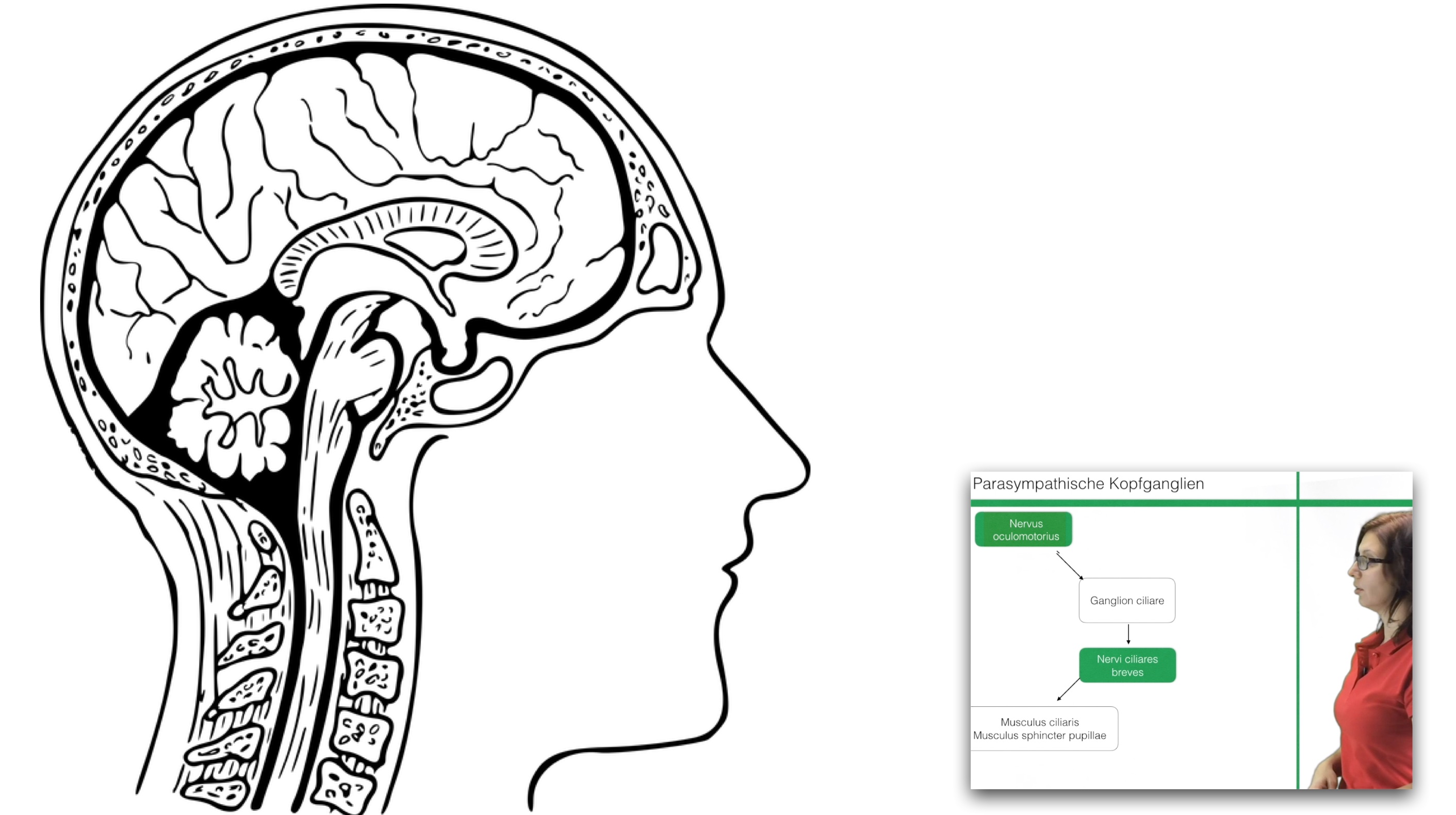 Ganglion ciliare - Clipdocs