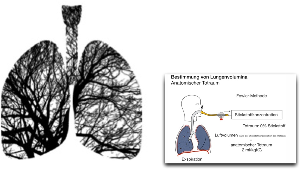 Bestimmung Der Lungenvolumina Anatomischer Totraum Fowler Methode Clipdocs