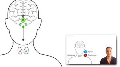 Schilddrüsenerkrankungen - einfach erklärt - Clipdocs